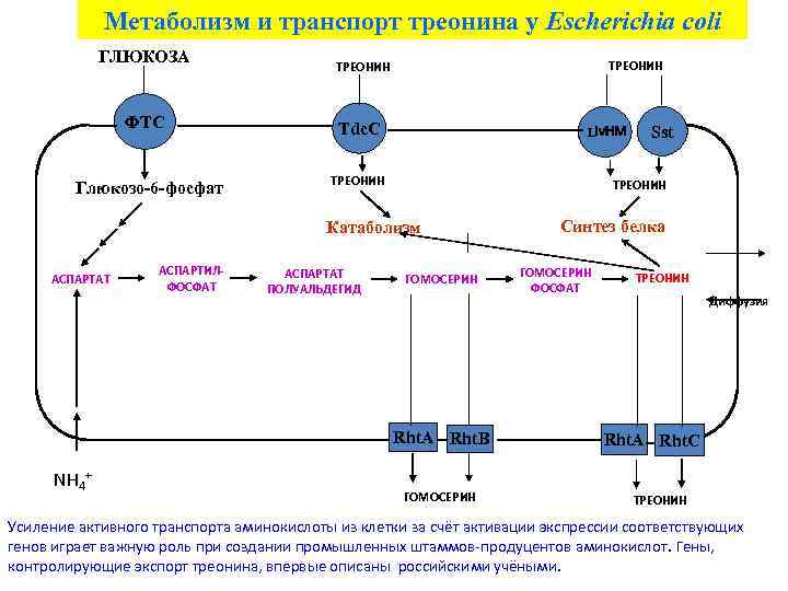 Метаболизм и транспорт треонина у Escherichia coli ГЛЮКОЗА ФТС Глюкозо-6 -фосфат ТРЕОНИН Tdc. C