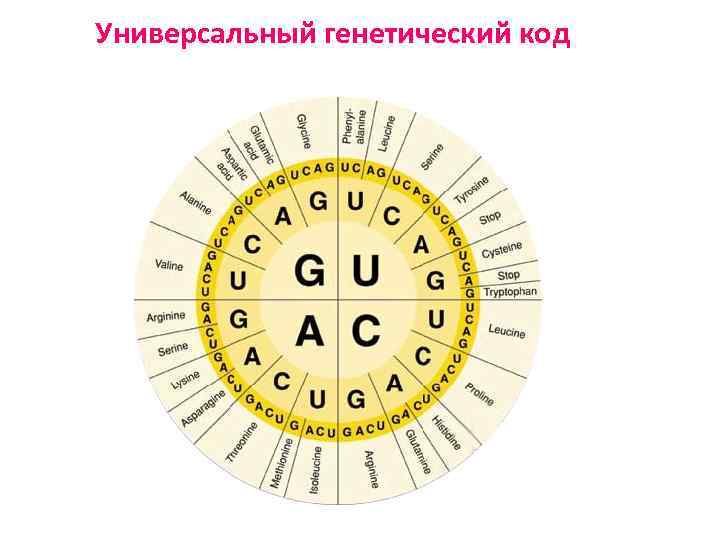 Универсальный генетический код 