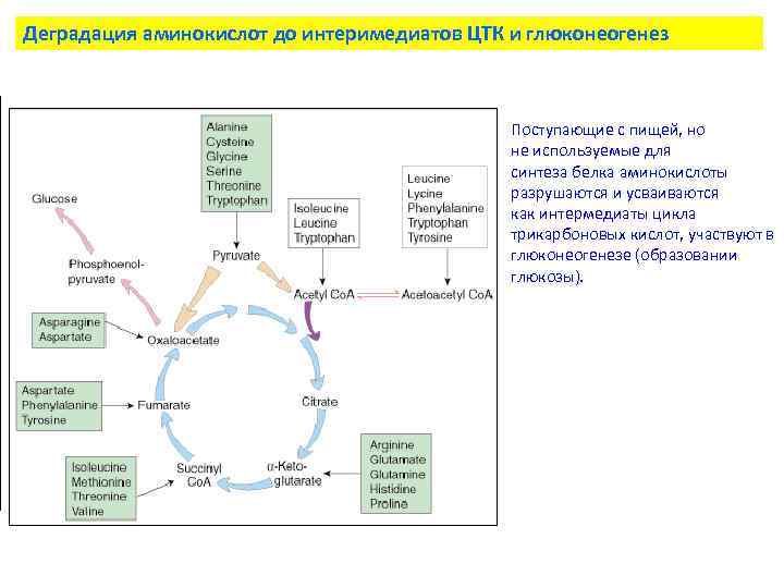 Деградация аминокислот до интеримедиатов ЦТК и глюконеогенез Поступающие с пищей, но не используемые для