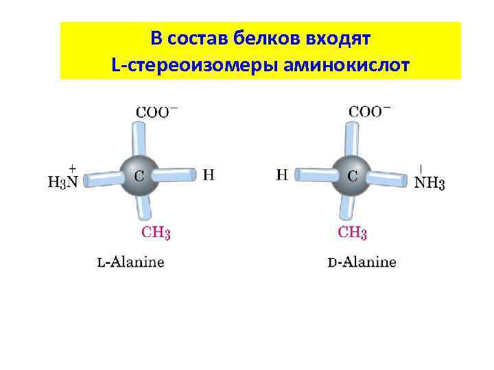 В состав белков входят L-стереоизомеры аминокислот 