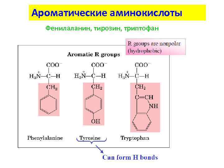 Ароматические аминокислоты Фенилаланин, тирозин, триптофан 