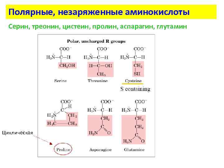 Полярные, незаряженные аминокислоты Серин, треонин, цистеин, пролин, аспарагин, глутамин Циклическая 