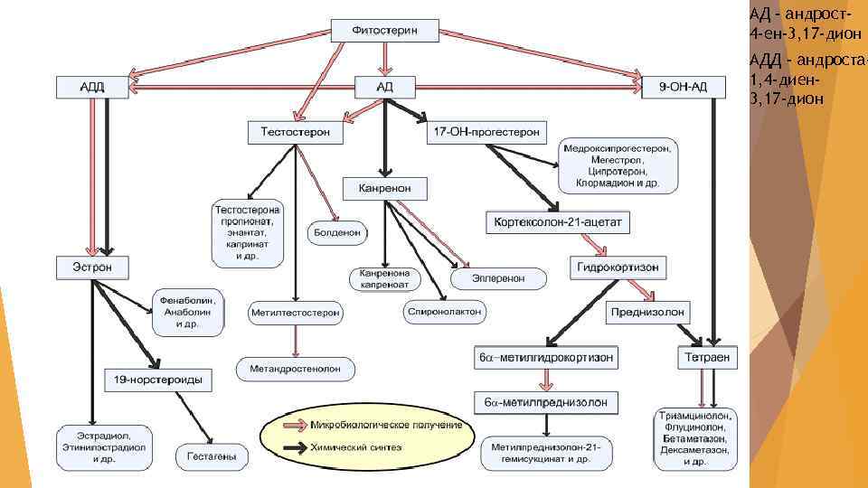 АД - андрост4 -ен-3, 17 -дион АДД - андроста 1, 4 -диен 3, 17