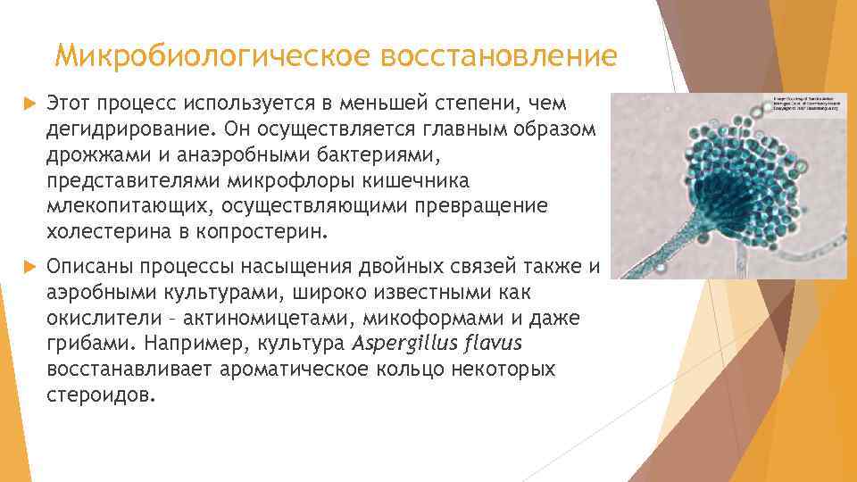 Микробиологическое восстановление Этот процесс используется в меньшей степени, чем дегидрирование. Он осуществляется главным образом