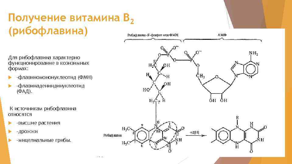 Получение витамина В 2 (рибофлавина) Для рибофлавина характерно функционирование в коэнзимных формах: -флавиномононуклеотид (ФМН)