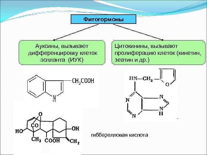 Фитогормоны Ауксины, вызывают дифференцировку клеток эспланта (ИУК) Цитокинины, вызывают пролиферацию клеток (кинетин, зеатин и