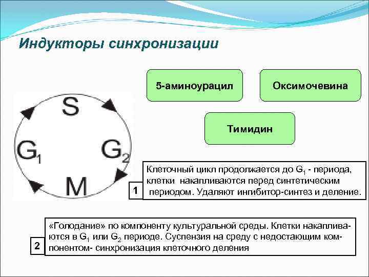 Индукторы синхронизации 5 -аминоурацил Оксимочевина Тимидин Клеточный цикл продолжается до G 1 - периода,