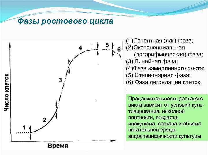 Цикл зависимости