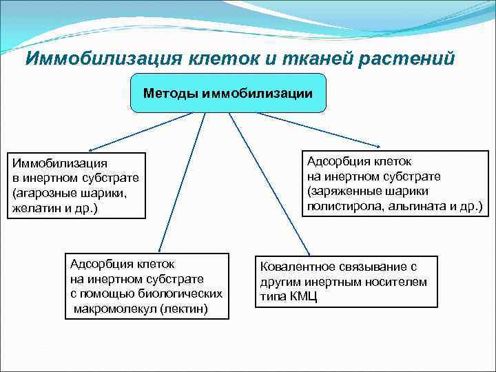 Иммобилизация клеток и тканей растений Методы иммобилизации Иммобилизация в инертном субстрате (агарозные шарики, желатин