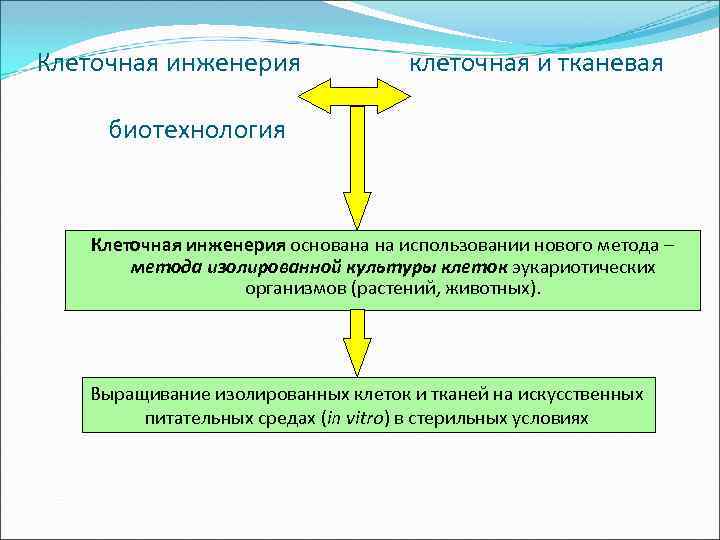 Клеточная инженерия проект