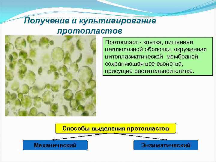 Получение и культивирование протопластов Протопласт - клетка, лишенная целлюлозной оболочки, окруженная цитоплазматической мембраной, сохраняющая