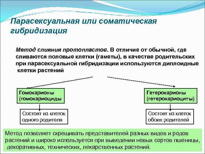 Парасексуальная или соматическая гибридизация Метод слияния протопластов. В отличие от обычной, где сливаются половые