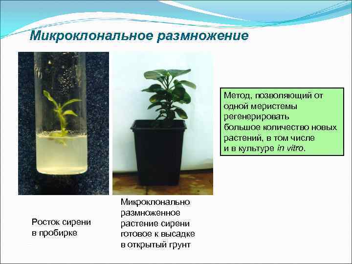 Микроклональное размножение Метод, позволяющий от одной меристемы регенерировать большое количество новых растений, в том