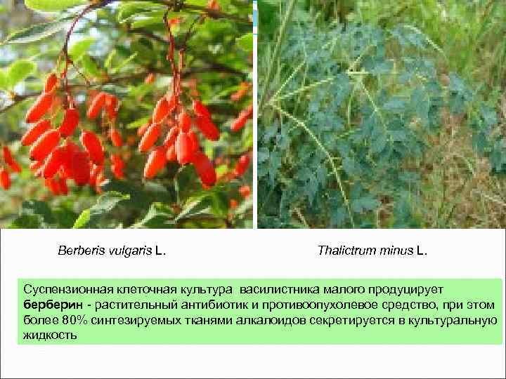 Berberis vulgaris L. Thalictrum minus L. Суспензионная клеточная культура василистника малого продуцирует берберин -