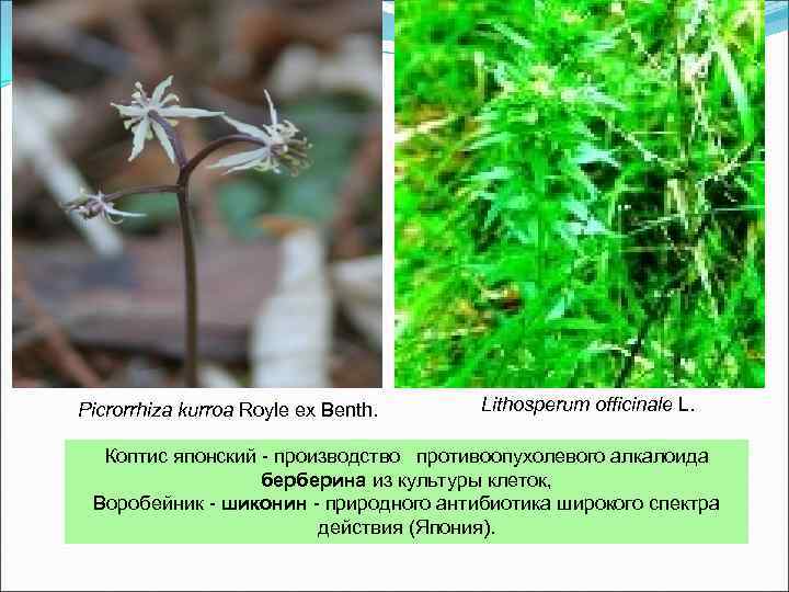 Picrorrhiza kurroa Royle ex Benth. Lithosperum officinale L. Коптис японский - производство противоопухолевого алкалоида