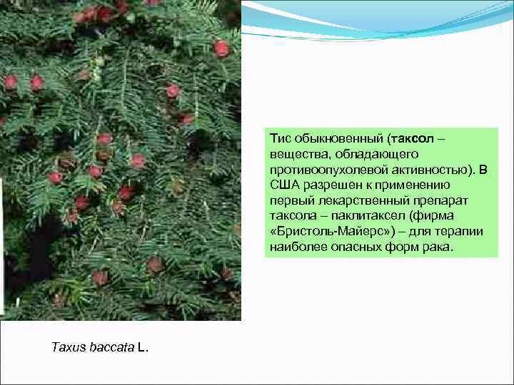 Тис обыкновенный (таксол – вещества, обладающего противоопухолевой активностью). В США разрешен к применению первый