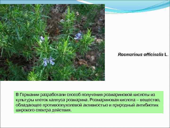 Rosmarinus officinalis L. В Германии разработали способ получения розмариновой кислоты из культуры клеток каллуса