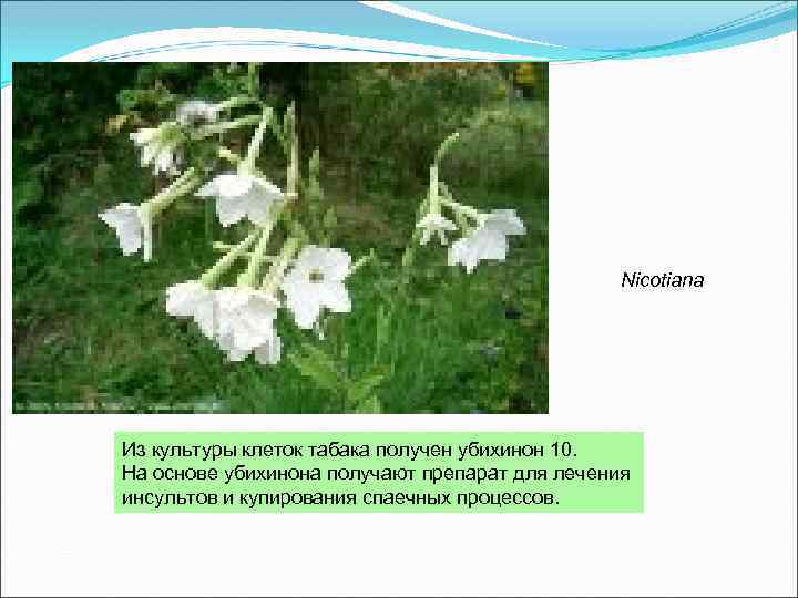 Nicotiana Из культуры клеток табака получен убихинон 10. На основе убихинона получают препарат для