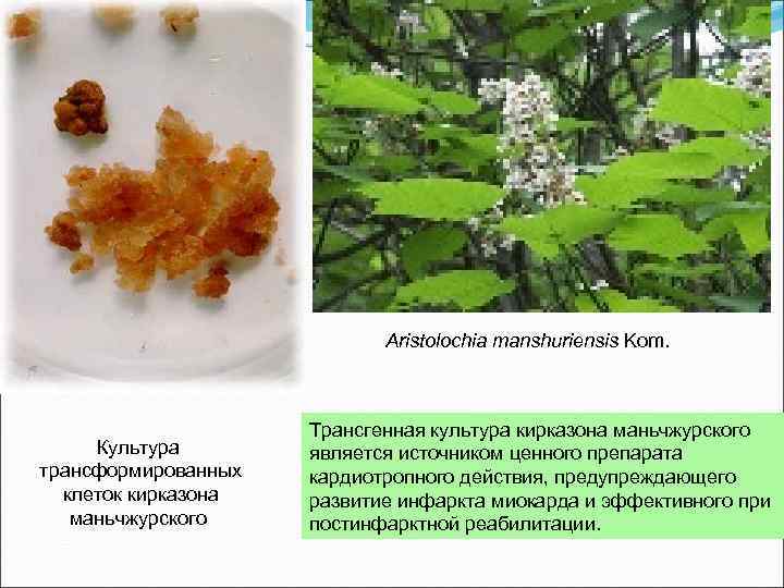 Aristolochia manshuriensis Kom. Культура трансформированных клеток кирказона маньчжурского Трансгенная культура кирказона маньчжурского является источником