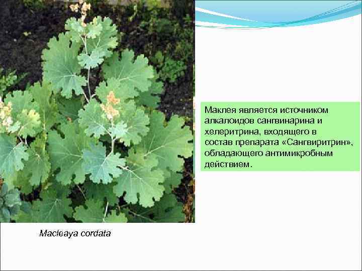 Маклея является источником алкалоидов сангвинарина и хелеритрина, входящего в состав препарата «Сангвиритрин» , обладающего