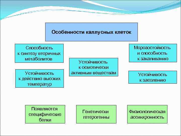 Особенности каллусных клеток Способность к синтезу вторичных метаболитов Устойчивость к действию высоких температур Появляются