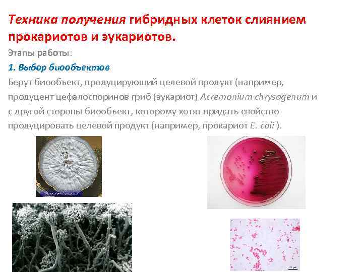 Техника получения гибридных клеток слиянием прокариотов и эукариотов. Этапы работы: 1. Выбор биообъектов Берут