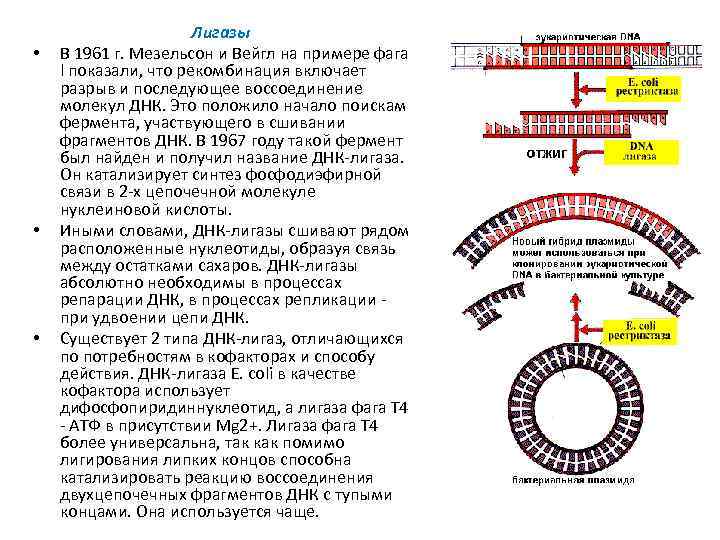  Лигазы • В 1961 г. Мезельсон и Вейгл на примере фага l показали,