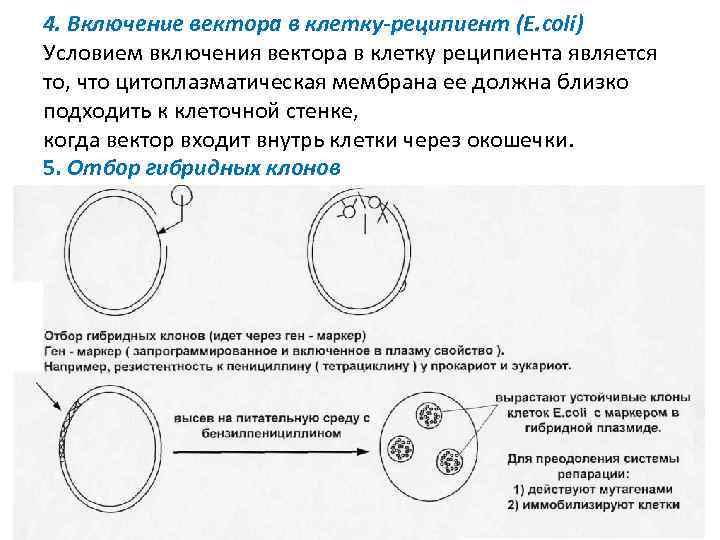 4. Включение вектора в клетку-реципиент (Е. coli) Условием включения вектора в клетку реципиента является