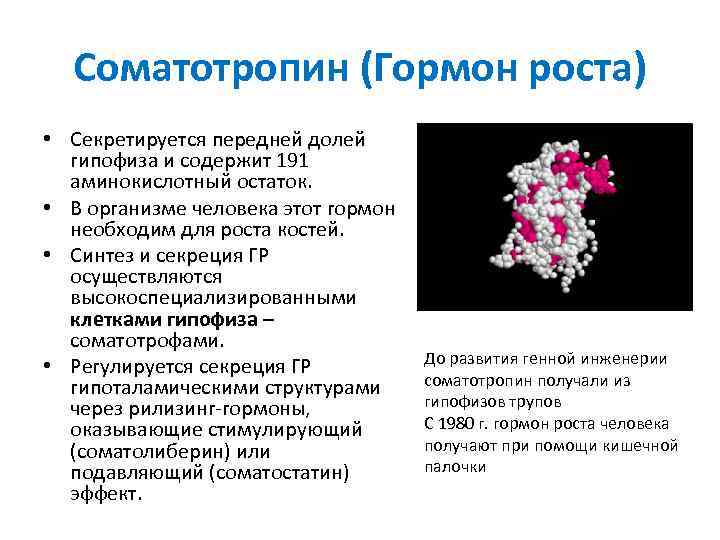Соматотропин (Гормон роста) • Секретируется передней долей гипофиза и содержит 191 аминокислотный остаток. •