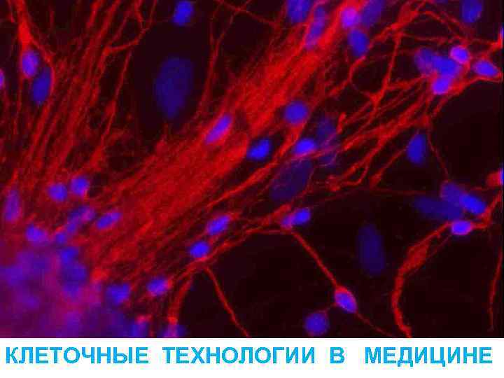 КЛЕТОЧНЫЕ ТЕХНОЛОГИИ В МЕДИЦИНЕ 