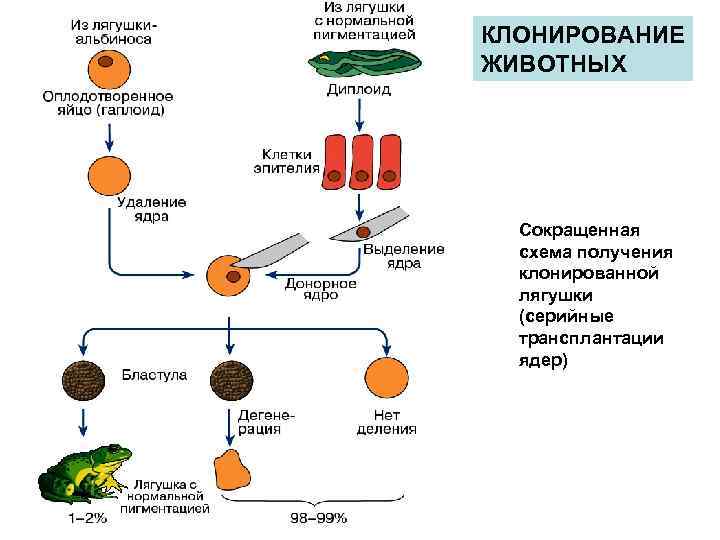 КЛОНИРОВАНИЕ ЖИВОТНЫХ Сокращенная схема получения клонированной лягушки (серийные трансплантации ядер) 