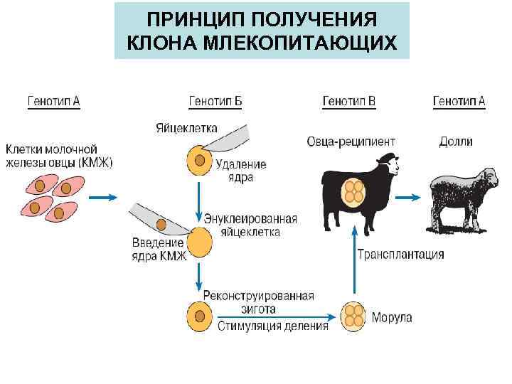 Клеточная технология презентация