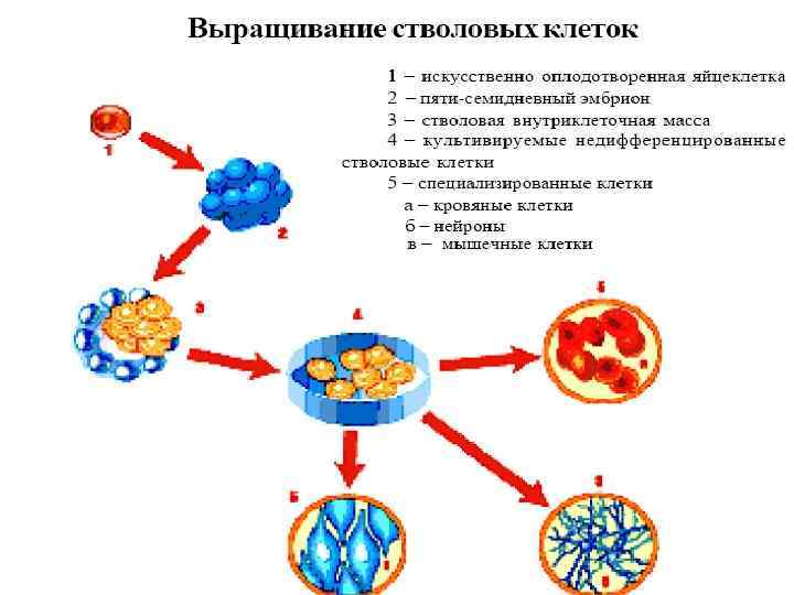 Карта клеточная терапия