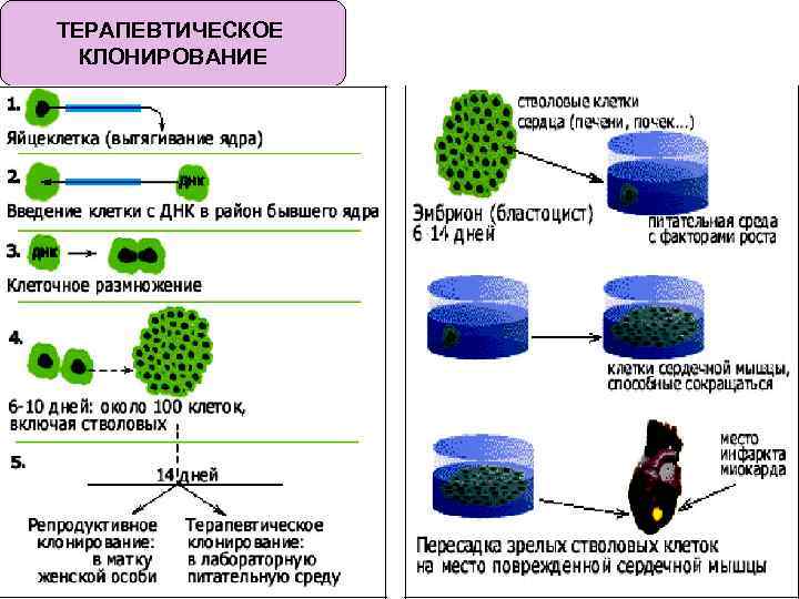 Клонирование терапевтическое схема