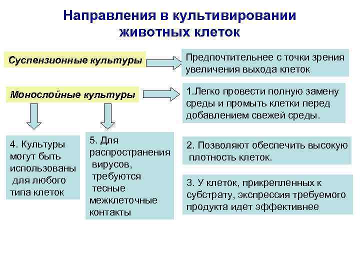 Презентация культивирование клеток