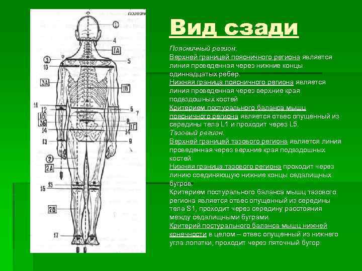 Вид сзади Поясничный регион. Верхней границей поясничного региона является линия проведенная через нижние концы