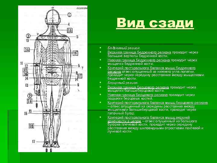 Вид сзади § § § § § Бедренный регион. Верхняя граница бедренного региона проходит