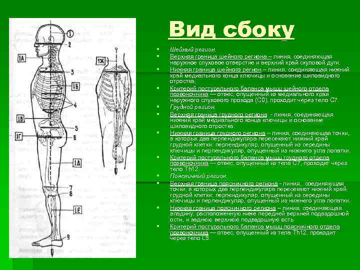 Вид сбоку § § § Шейный регион. Верхняя граница шейного региона – линия, соединяющая