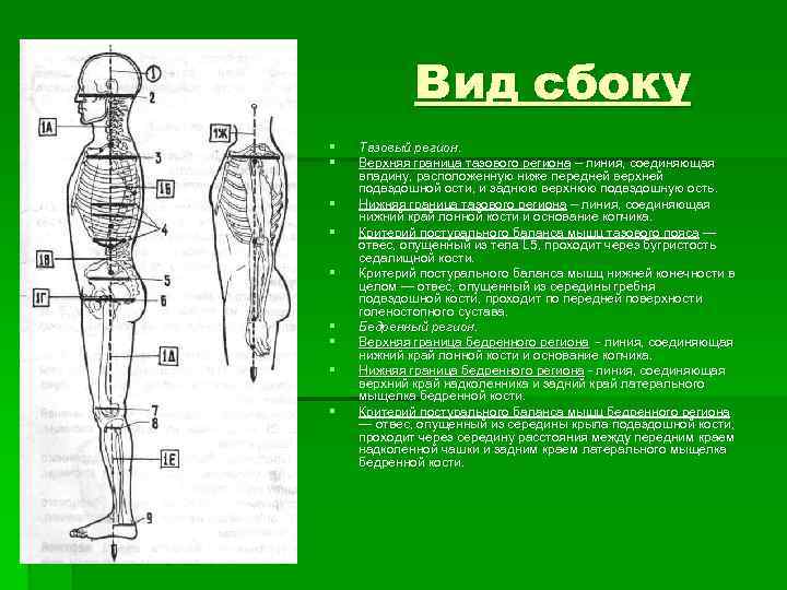 Вид сбоку § § § § § Тазовый регион. Верхняя граница тазового региона –