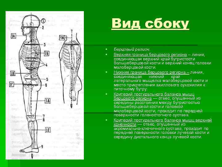 Вид сбоку § § § Берцовый регион. Верхняя граница берцового региона – линия, соединяющая