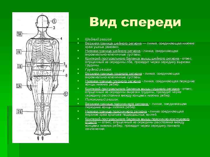 Вид спереди § § § Шейный регион. Верхняя граница шейного региона — линия, соединяющая