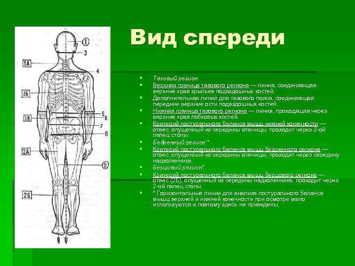 Вид спереди § § § § § Тазовый регион. Верхняя граница тазового региона —