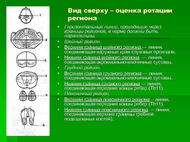 Вид сверху – оценка ротации региона § Горизонтальные линии, проходящие через границы регионов, в