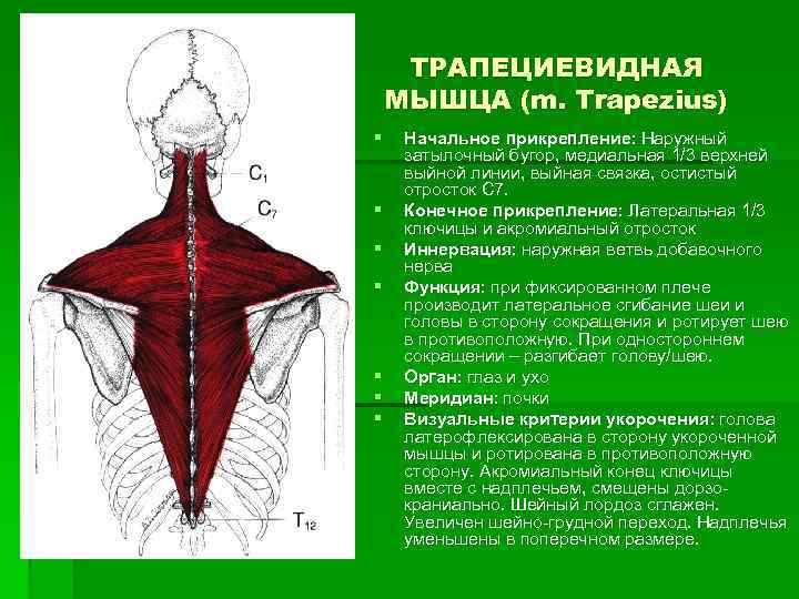 ТРАПЕЦИЕВИДНАЯ МЫШЦА (m. Trapezius) § § § § Начальное прикрепление: Наружный затылочный бугор, медиальная