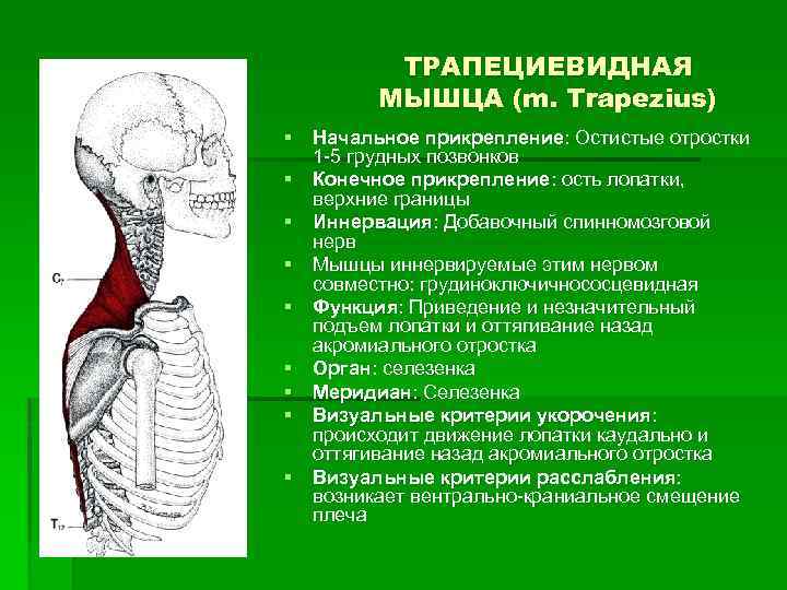 ТРАПЕЦИЕВИДНАЯ МЫШЦА (m. Trapezius) § Начальное прикрепление: Остистые отростки 1 5 грудных позвонков §