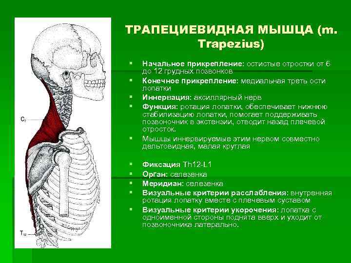 ТРАПЕЦИЕВИДНАЯ МЫШЦА (m. Trapezius) § § § § § Начальное прикрепление: остистые отростки от