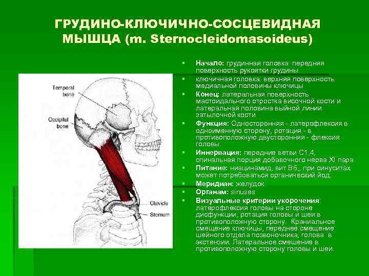 ГРУДИНО-КЛЮЧИЧНО-СОСЦЕВИДНАЯ МЫШЦА (m. Sternocleidomasoideus) § § § § § Начало: грудинная головка: передняя поверхность