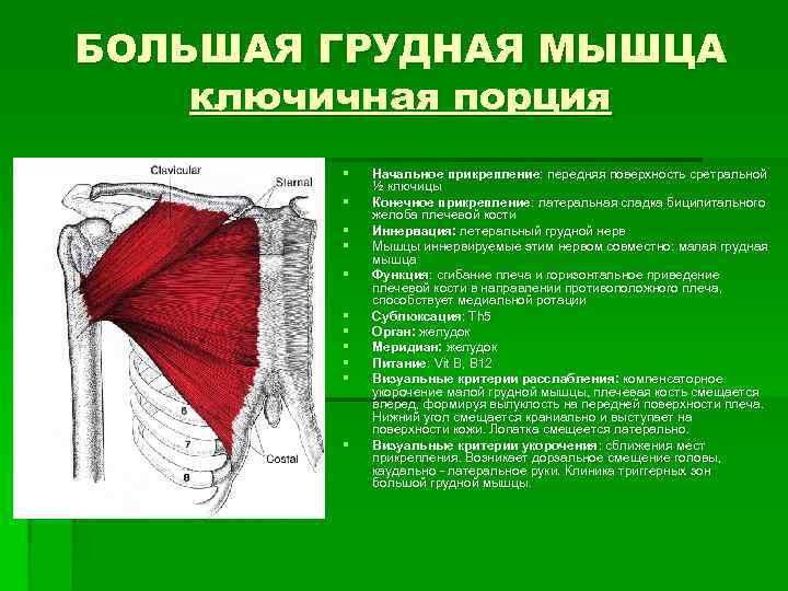 БОЛЬШАЯ ГРУДНАЯ МЫШЦА ключичная порция § § § Начальное прикрепление: передняя поверхность сретральной прикрепление: