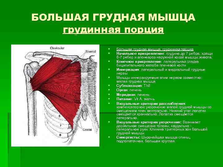 БОЛЬШАЯ ГРУДНАЯ МЫШЦА грудинная порция § § § Большая грудная мышца, грудинная порция Начальное