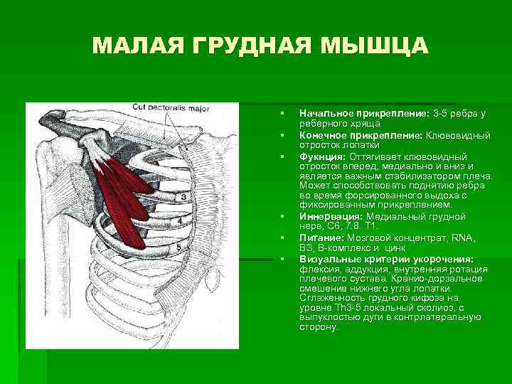 МАЛАЯ ГРУДНАЯ МЫШЦА § § § Начальное прикрепление: 3 5 ребра у реберного хряща.